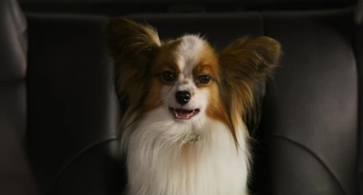 Show Dogs   Official Trailer [HD]   Global Road Entertainment 239.jpg