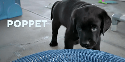 Pick of the Litter Poppet.png