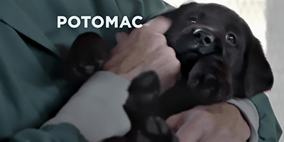 Pick of the Litter Potomac.png