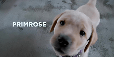 pick of the litter primrose