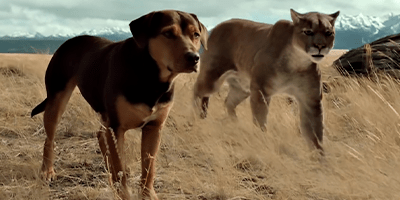 A Dog's Way Home Doggie and Bobcat.png