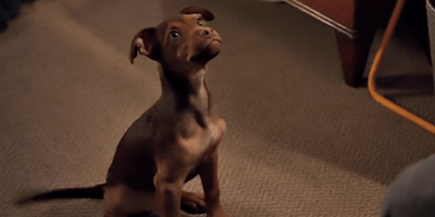 A Dog's Way Home Doggie.png