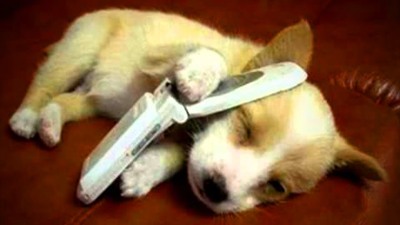 Cute Dog Doing a Cute Thing.jpg