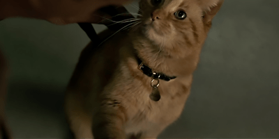 Captain Marvel Best Kitty.png