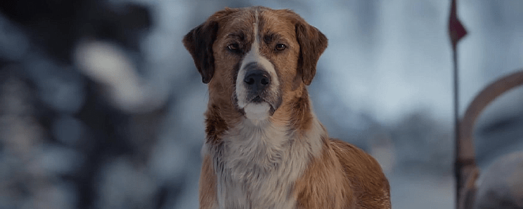 The Call Of The Wild Buck CGI Dog Buck