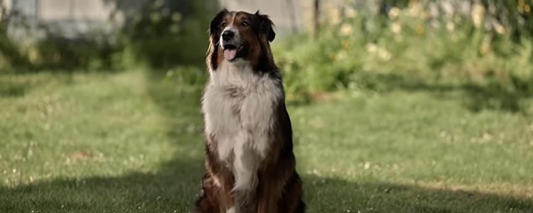 Rescued by Ruby (2022)