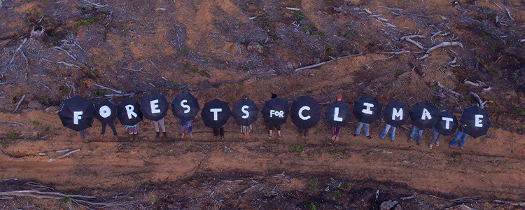 Cry Of The Forests (2020)